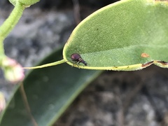 Pseudaplemonus limonii