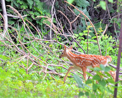 Odocoileus virginianus