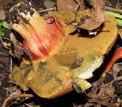 Xerocomellus salicicola