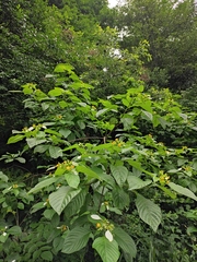 Mussaenda shikokiana