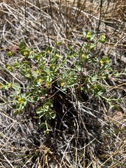 Euphorbia lurida