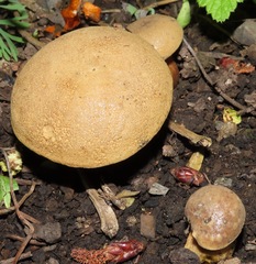Xerocomellus salicicola
