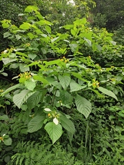 Mussaenda shikokiana