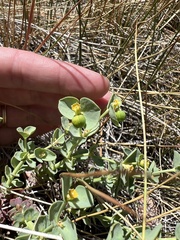 Euphorbia lurida