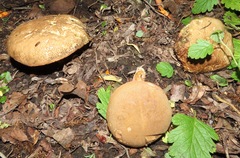 Xerocomellus salicicola