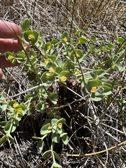 Euphorbia lurida