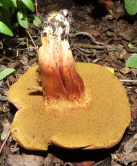 Xerocomellus salicicola