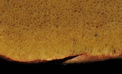 Xerocomellus salicicola