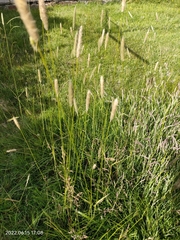 Alopecurus pratensis