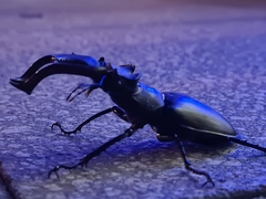 Lucanus cervus