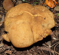 Xerocomellus salicicola