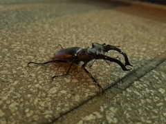 Lucanus cervus