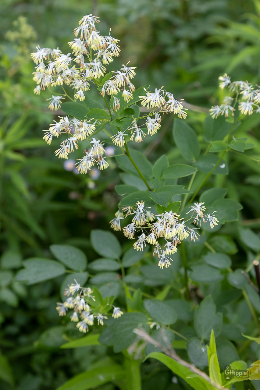 Thalictrum dasycarpum