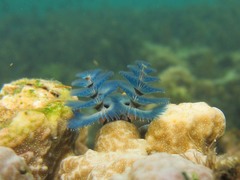 Spirobranchus corniculatus