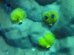 Spirobranchus corniculatus