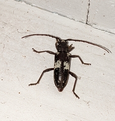 Enaphalodes taeniatus