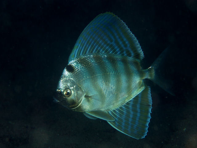 Sailfin Velifer