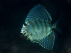 Sailfin Velifer photo 1