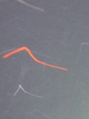 Palola