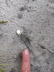 Oreotragus oreotragus