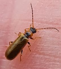 Rhagonycha nigriventris