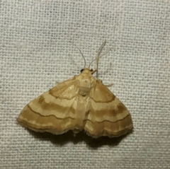 Idaea circuitaria