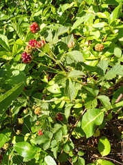 Rubus argutus