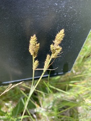 Carex hartmanii