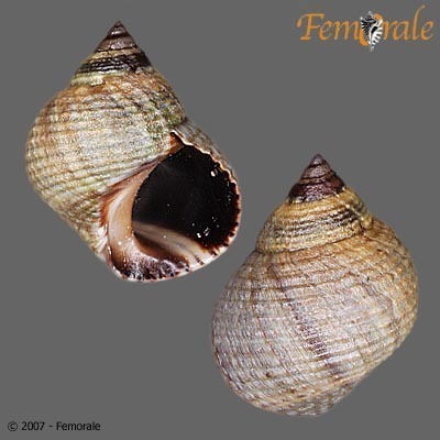 Tectarius striatus