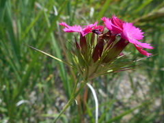 Dianthus balbisii