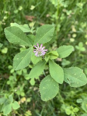 Trifolium resupinatum