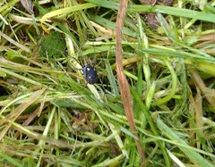 Paranemastoma quadripunctatum