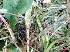 Paranemastoma quadripunctatum