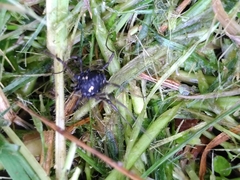 Paranemastoma quadripunctatum