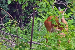 Odocoileus virginianus