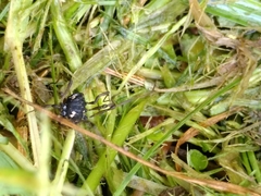 Paranemastoma quadripunctatum