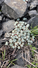 Sempervivum arachnoideum