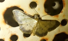 Idaea politaria