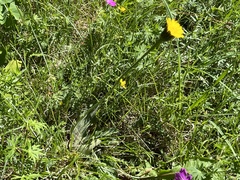 Hypochaeris maculata