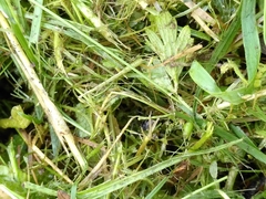 Paranemastoma quadripunctatum