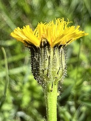 Hypochaeris maculata
