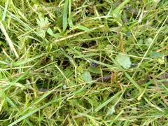 Paranemastoma quadripunctatum