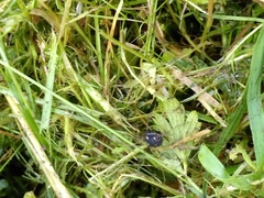 Paranemastoma quadripunctatum