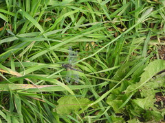 Leucorrhinia rubicunda