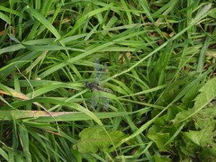 Leucorrhinia rubicunda