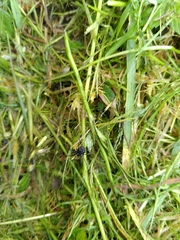 Paranemastoma quadripunctatum