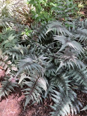 Athyrium niponicum