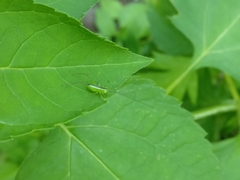 Conocephalus brevipennis