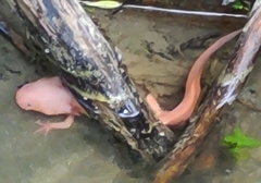Ambystoma mexicanum