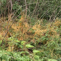 Cuscuta rostrata